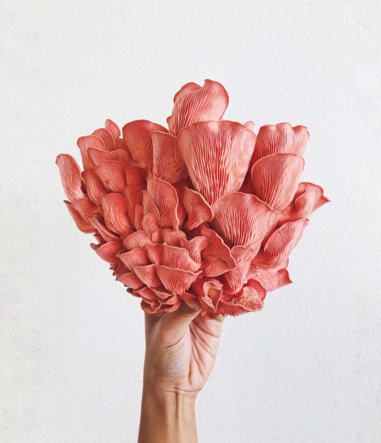 sdmushrooms 2 768x894