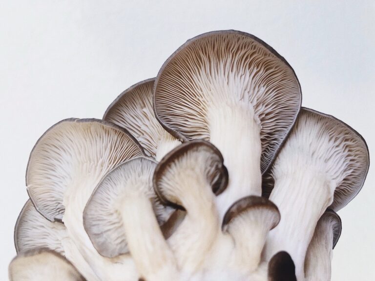 sdmushrooms 4 768x576