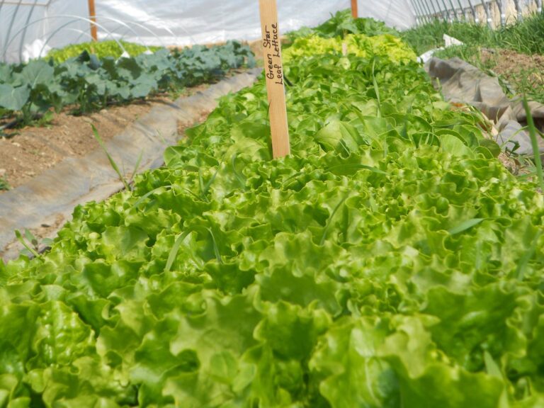 Lotspeich Family Farm 3 768x576