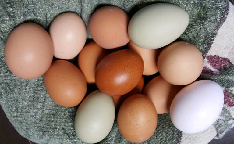 eggs v2 768x472