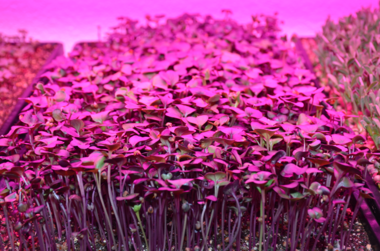 Annotation 2023 08 07 120148 768x508