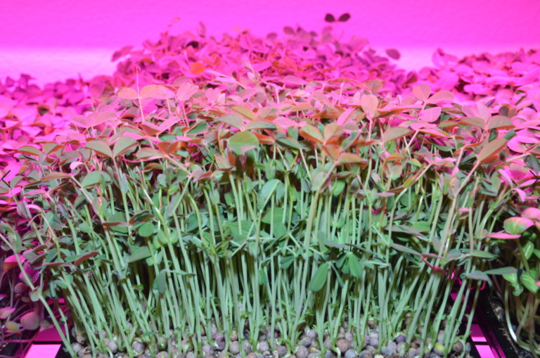 Annotation 2023 08 07 120209 768x509