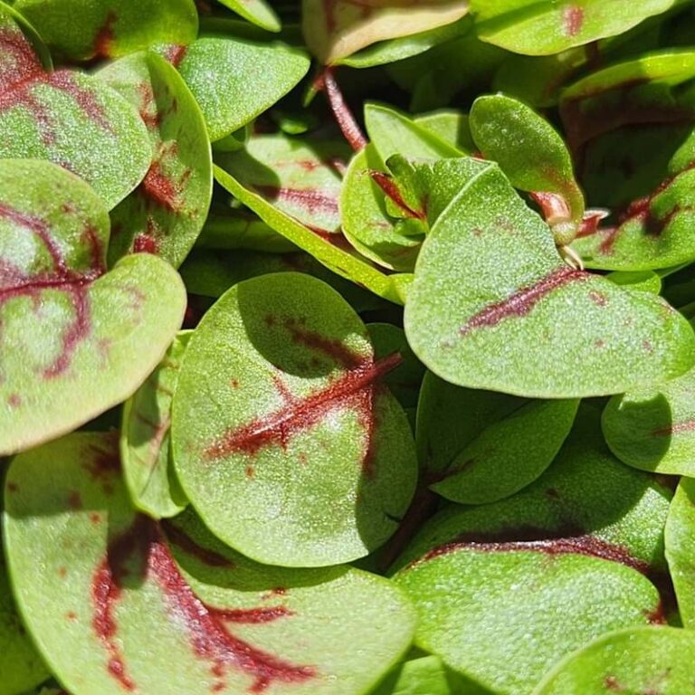 439509049 765302372249782 719258518140711491 n 768x768