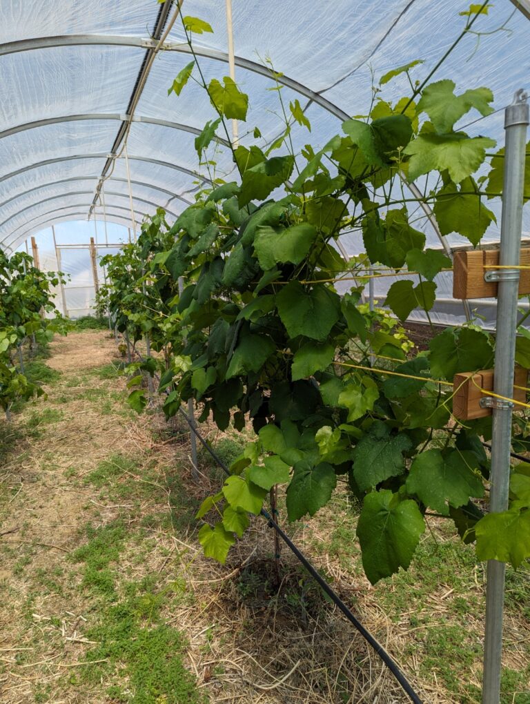 Hoop house grapes 768x1020