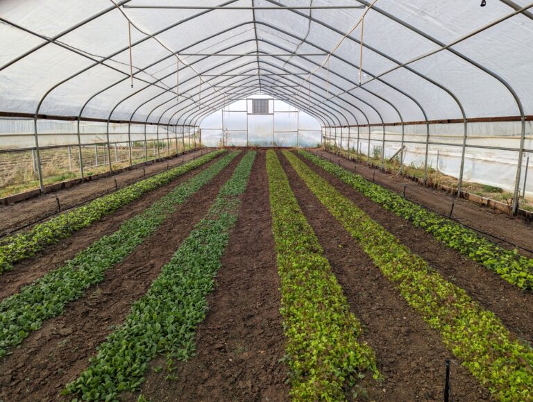 Hoop house growing 768x579