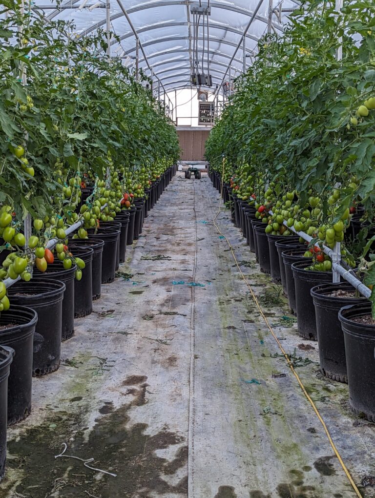 Roma tomatoes 768x1020