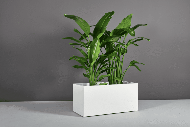 69220.MBW .Badalona.Angle .wplants1 768x512