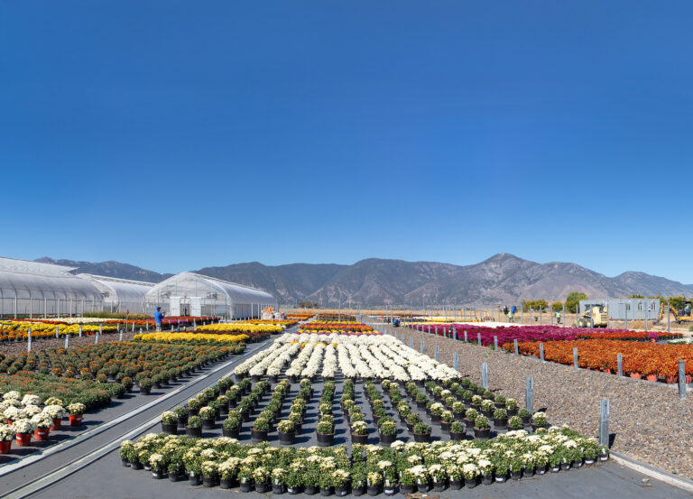 minden 1 768x553